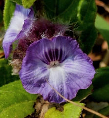 Neuracanthus sphaerostachyus