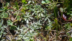 Antennaria caucasica