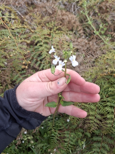 Image of Nemesia floribunda by (c) Julia Palmer, some rights reserved (CC BY)