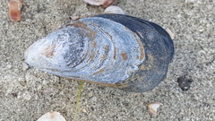Mytilus edulis