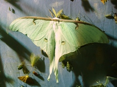 Actias truncatipennis