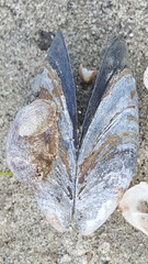 Mytilus edulis