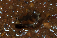 Microhyla nilphamariensis