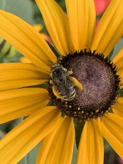 Melissodes illatus