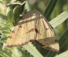 Macaria amboflava