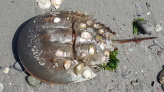 Limulus polyphemus