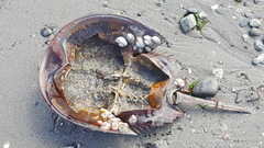 Limulus polyphemus