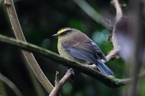 Yellow-bellied Chat-Tyrant (Silvicultrix diadema), photo 8