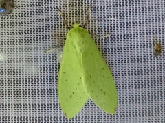 Symphlebia