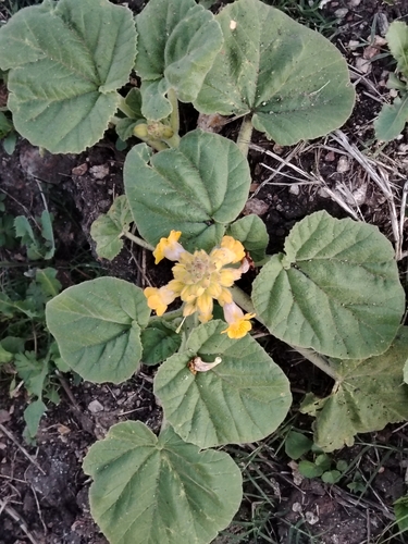 Image of Ibicella lutea by (c) Lucía Groposo, some rights reserved (CC BY)