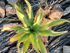 Eryngium serra, photograph (c) Lucía Groposo, some rights reserved (CC BY)