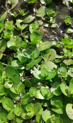 Bacopa repens (Bacopa repens)