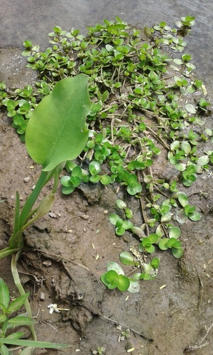 Image of Bacopa repens by no rights reserved