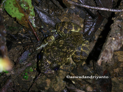 Limnonectes kuhlii