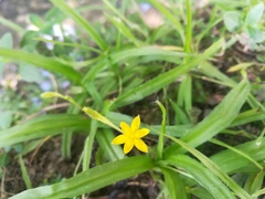 Hypoxis potosina
