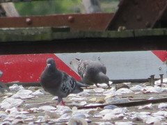 Columba livia