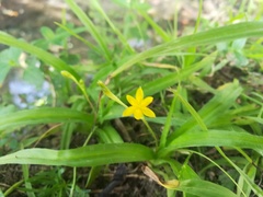 Hypoxis potosina