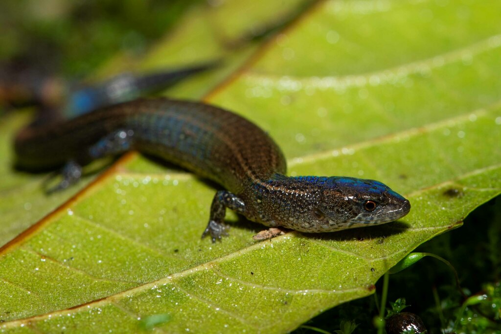 Machu Picchu Andean lizard