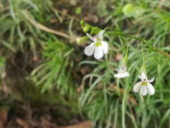 Diastatea