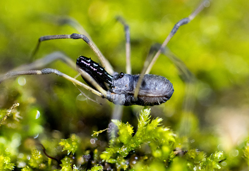 Ischyropsalis nodifera