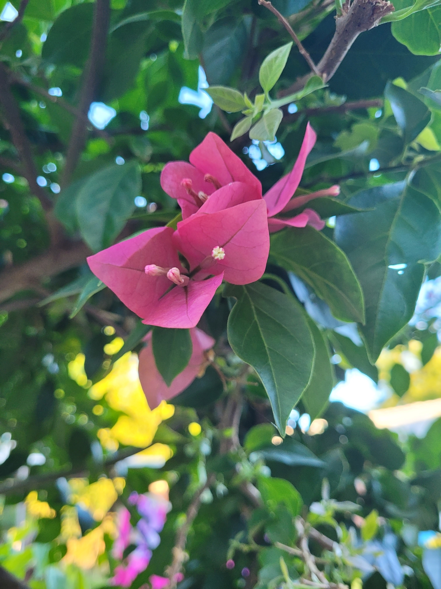 Bougainvillea spectabilis