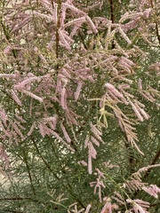 Tamarix chinensis