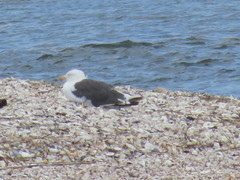 Larus marinus