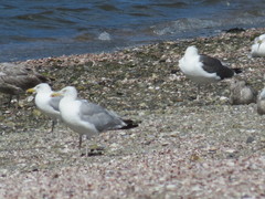 Larus marinus