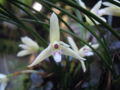 Maxillaria kautskyi
