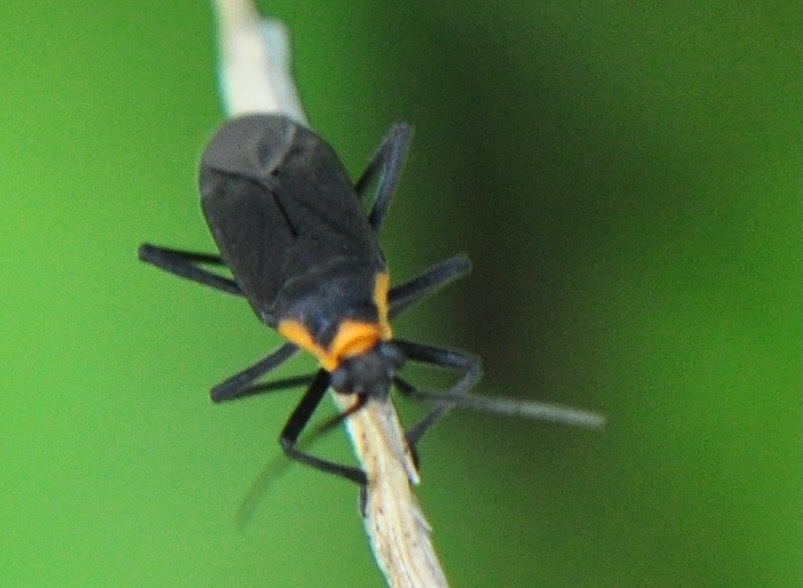 Prepops maldonadoi