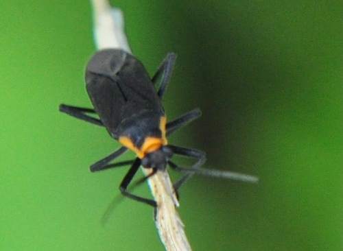 Prepops maldonadoi