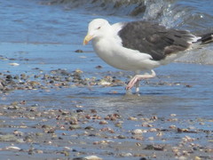 Larus marinus