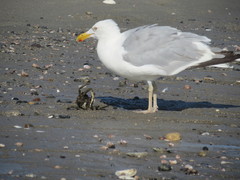 Larus argentatus
