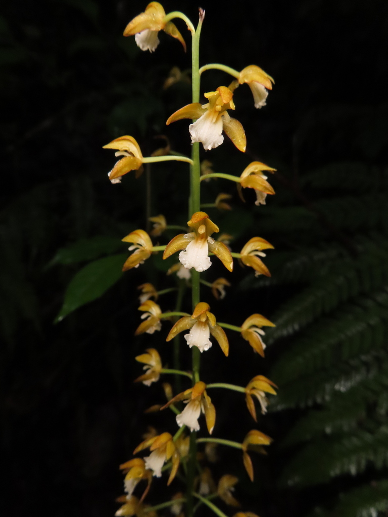 Oreorchis patens