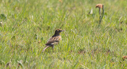 iNaturalist image