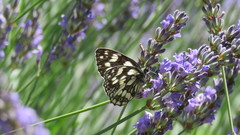Melanargia galathea