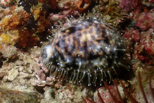 Cypraea observed 2024-06-12