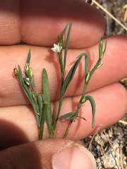 Polygonum sawatchense