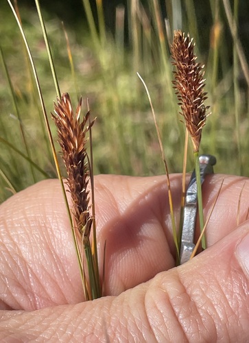 Carex monostachya