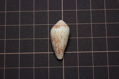 Conus textile