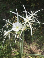 Hymenocallis liriosme