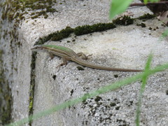Podarcis melisellensis