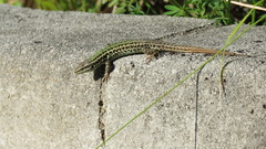 Podarcis melisellensis