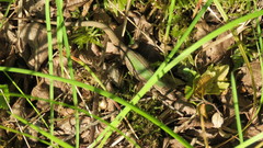 Podarcis melisellensis