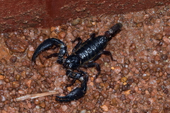 Deccanometrus bengalensis