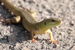 Lacerta trilineata