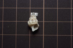 Gastropoda