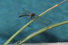 Dythemis velox