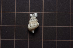 Gastropoda