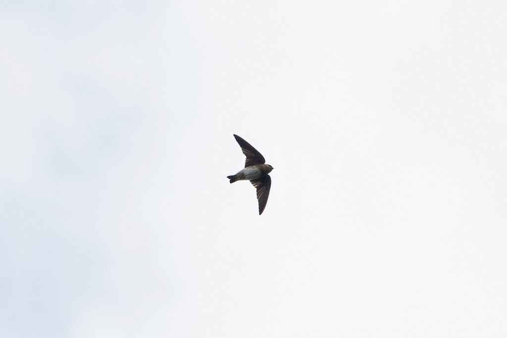 Puerto Rican Cave Swallow